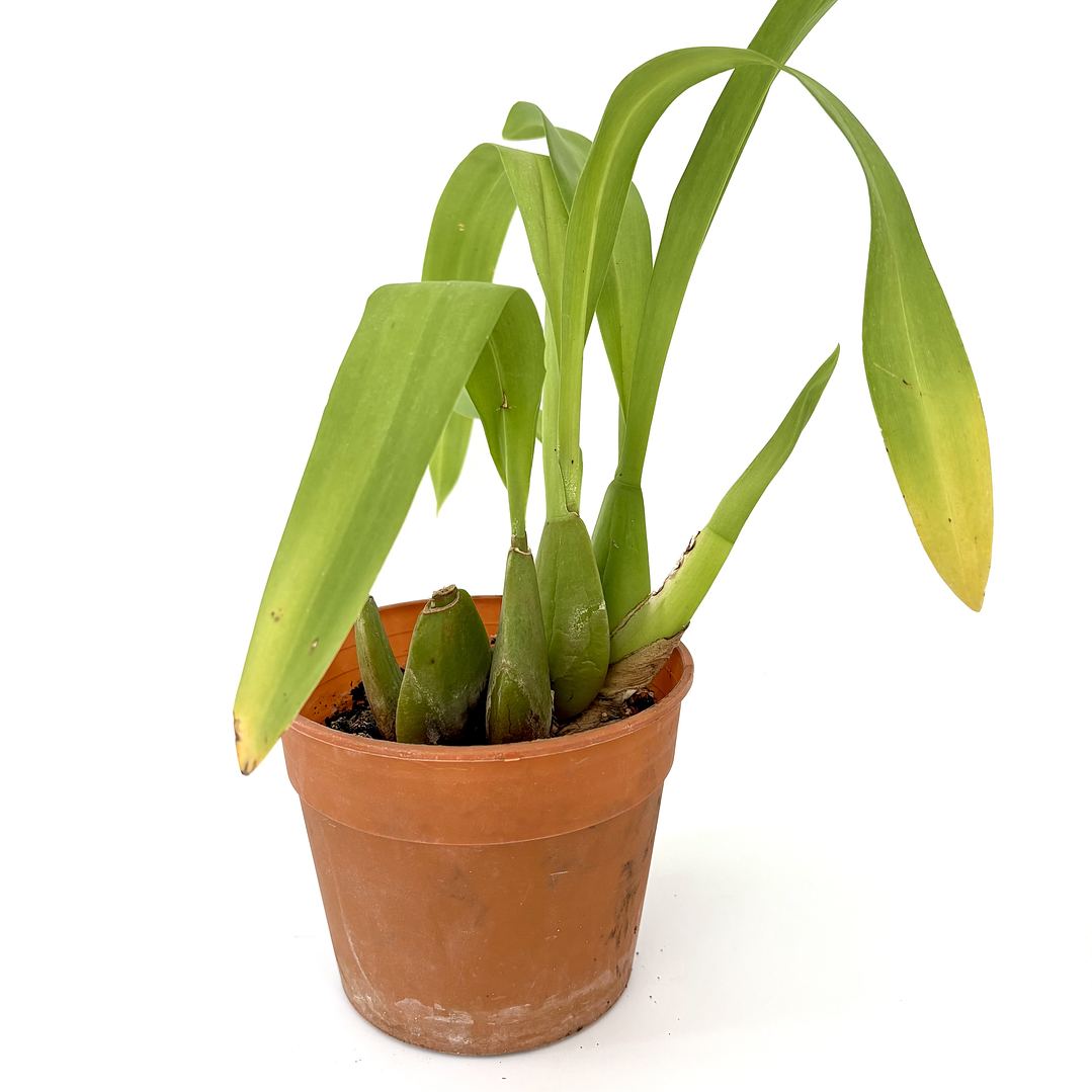 Orquídea beallara tahoma glacier 3