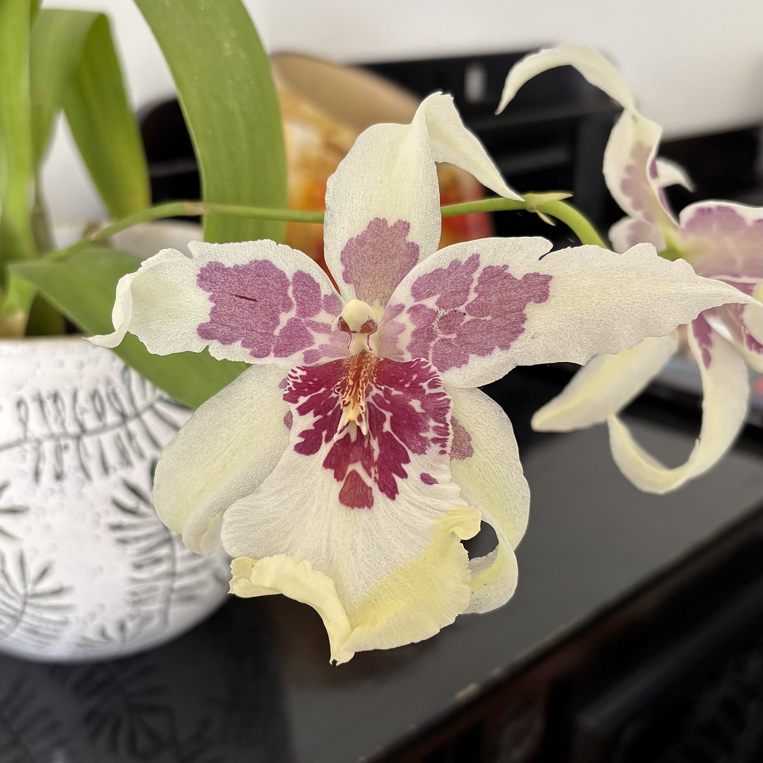 Orquídea beallara tahoma glacier 1