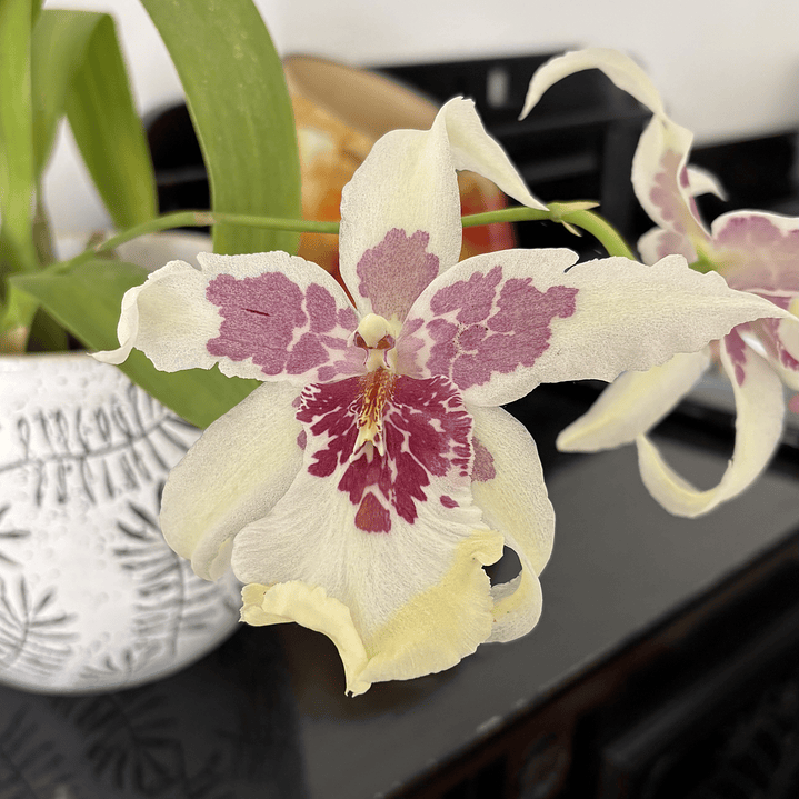 Orquídea beallara tahoma glacier 1