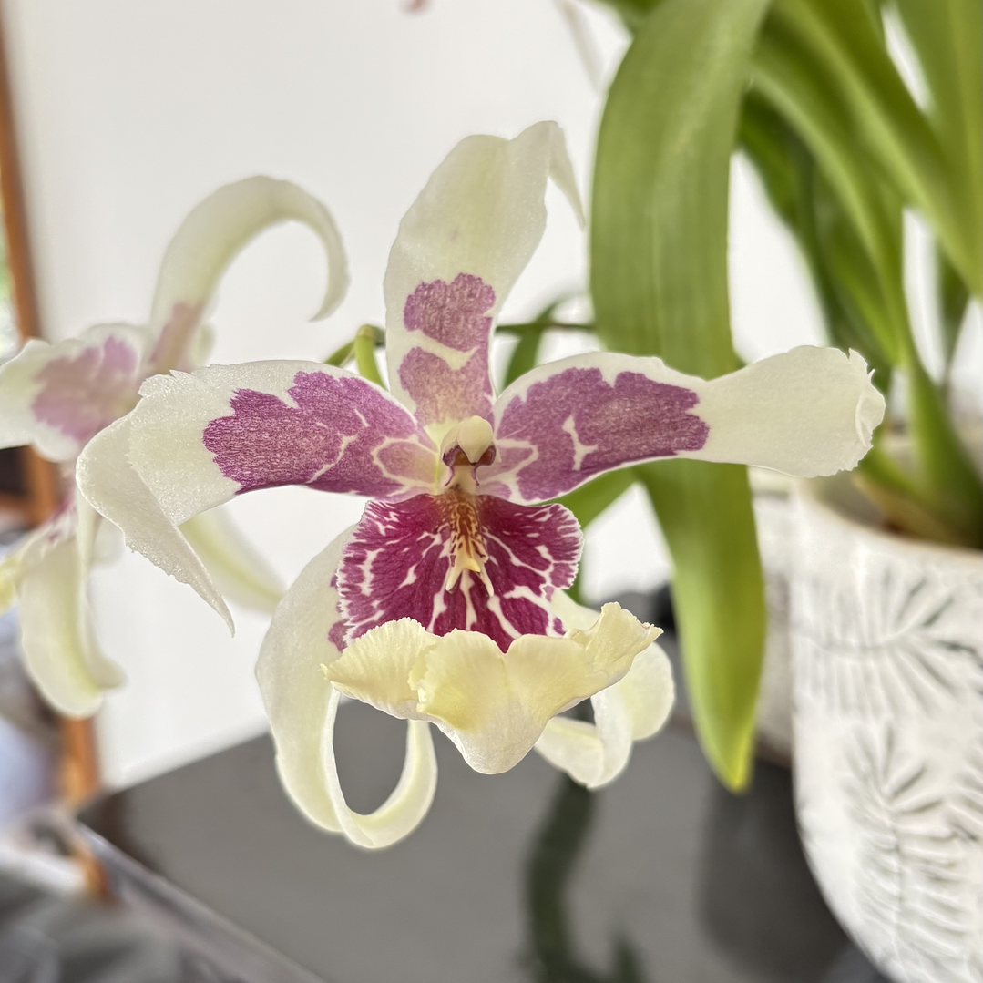 Orquídea beallara tahoma glacier 2