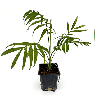 Chamaedorea elegans