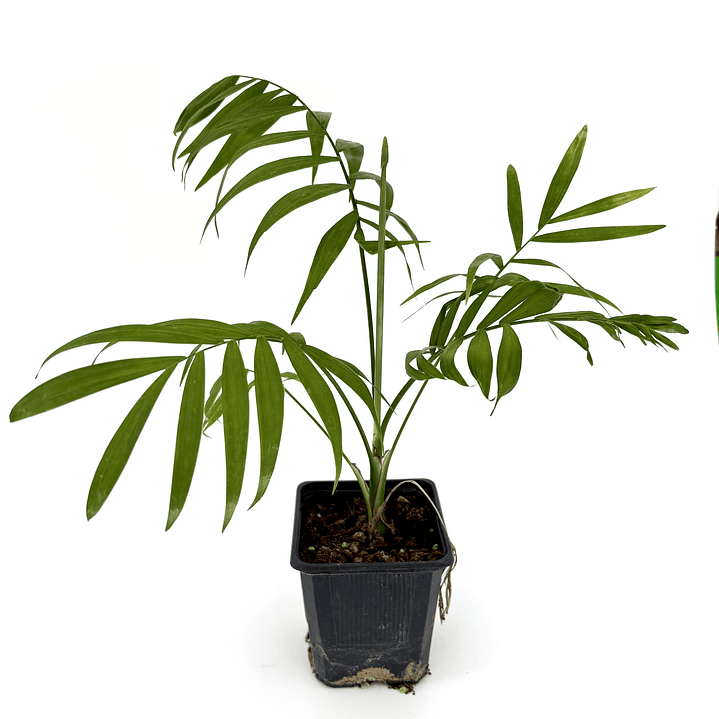 Chamaedorea elegans 1