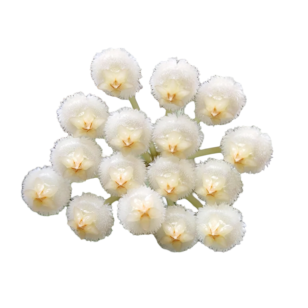 Hoya lacunosa 'silver' 1