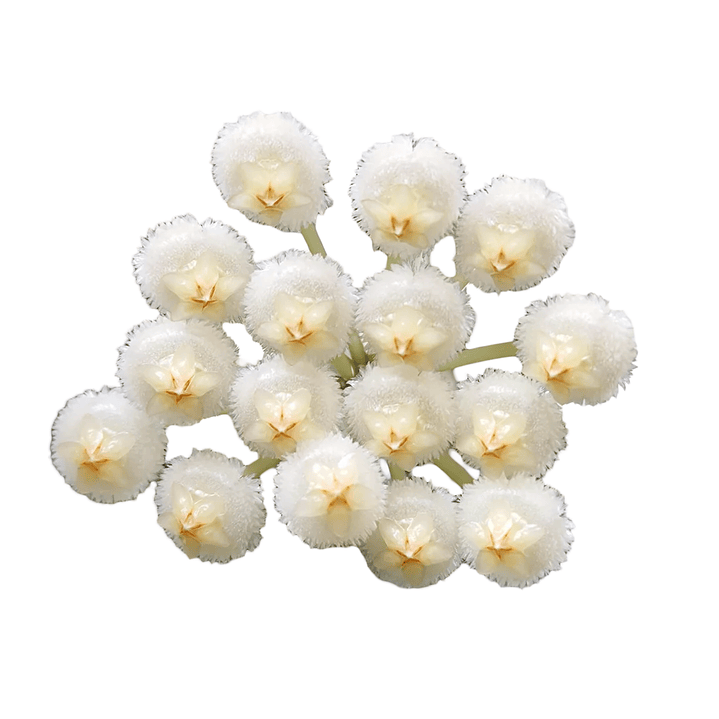 Hoya lacunosa 'silver' 1