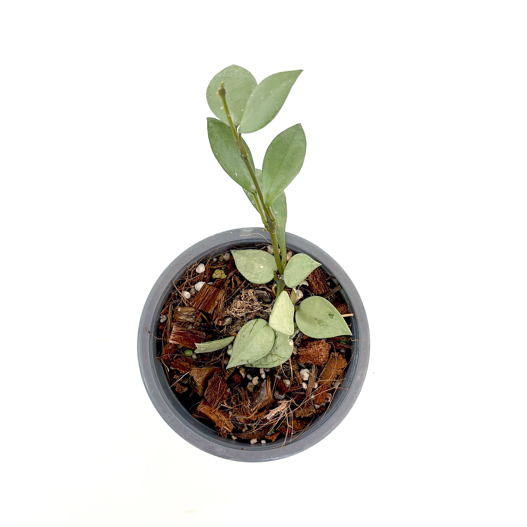 Hoya lacunosa 'silver' 2