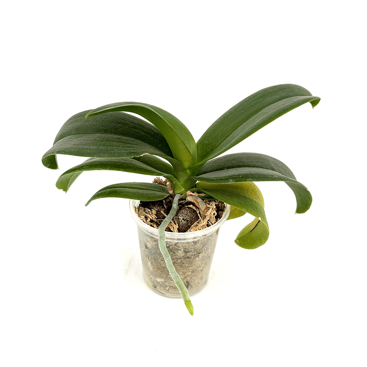 Orquídea phalaenopsis miniatura sin flor 18