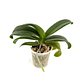 Orquídea phalaenopsis miniatura sin flor - Miniatura 18