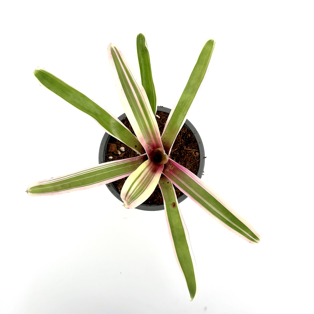 Neoregelia 'donger' 2