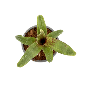 Neoregelia 'red waif'