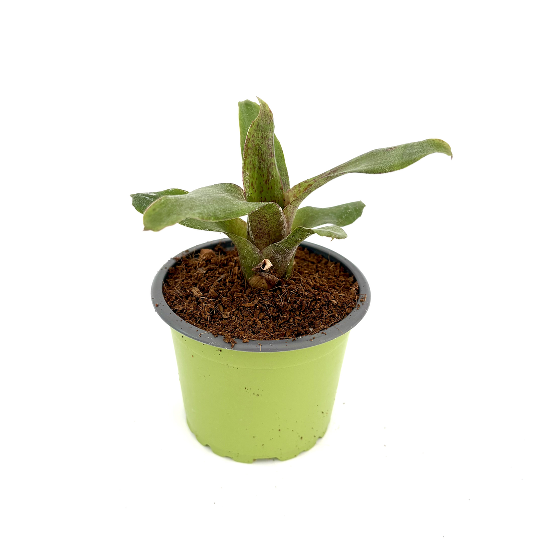 Neoregelia 'red waif' 2