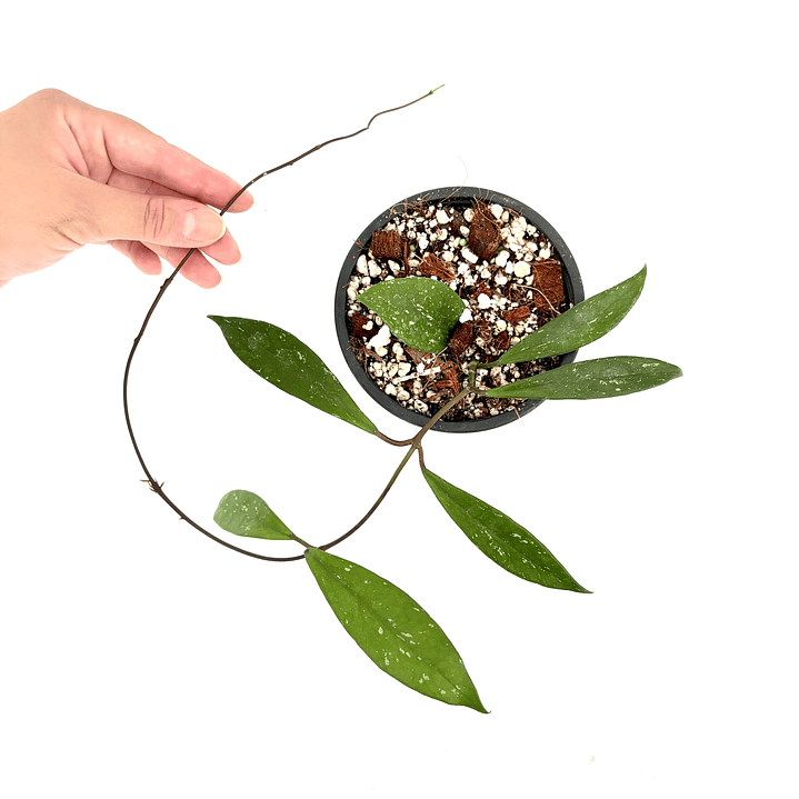 Hoya pubicalyx 'red buttons' 3