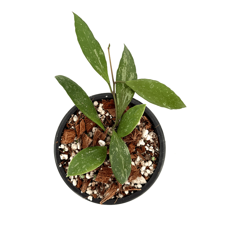 Hoya memoria (gracilis) 2