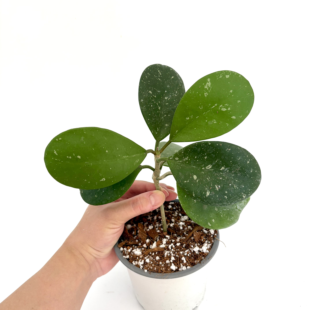 Hoya obovata splash 2