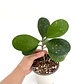 Hoya obovata splash - Miniatura 2