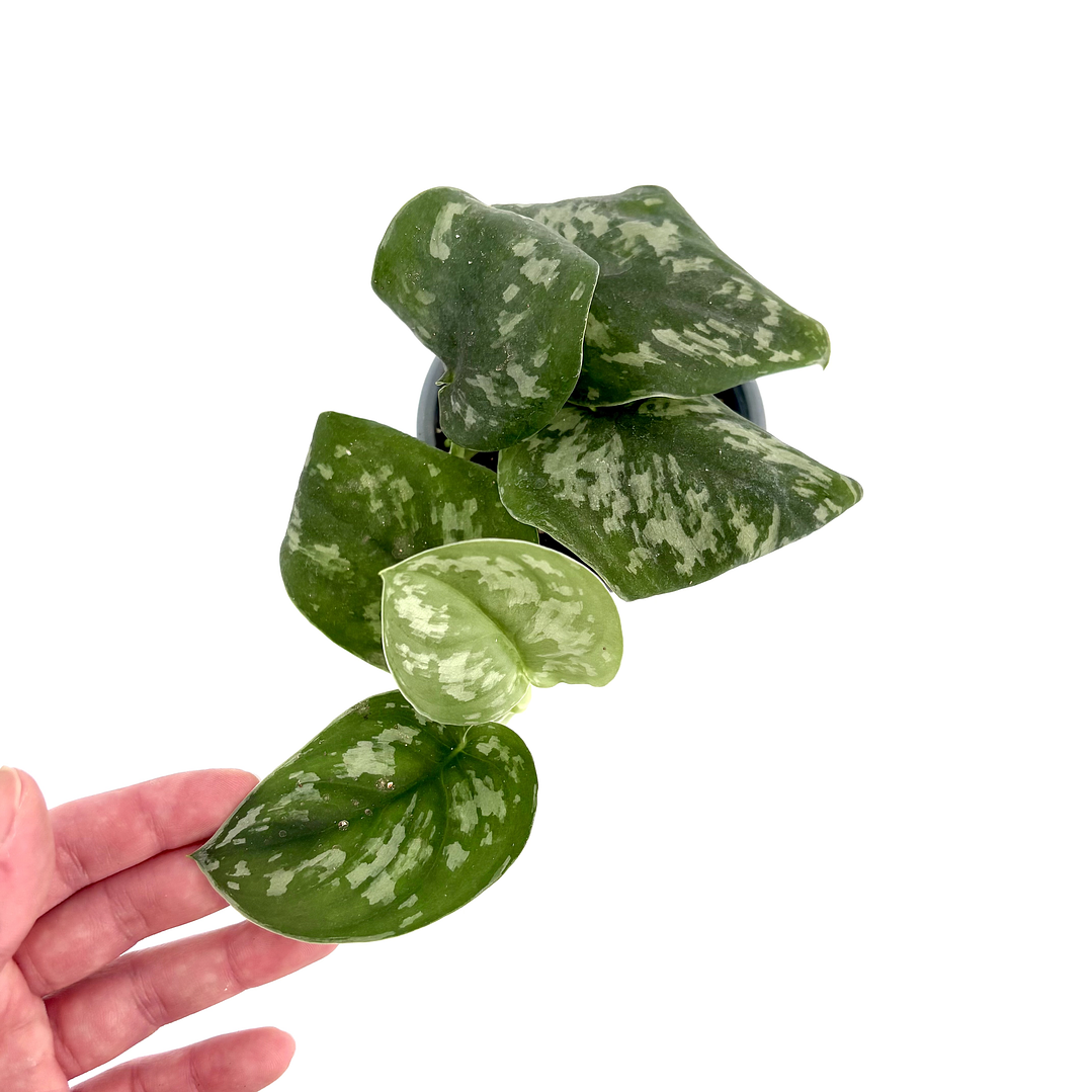 Scindapsus pictus 'exotica' 1