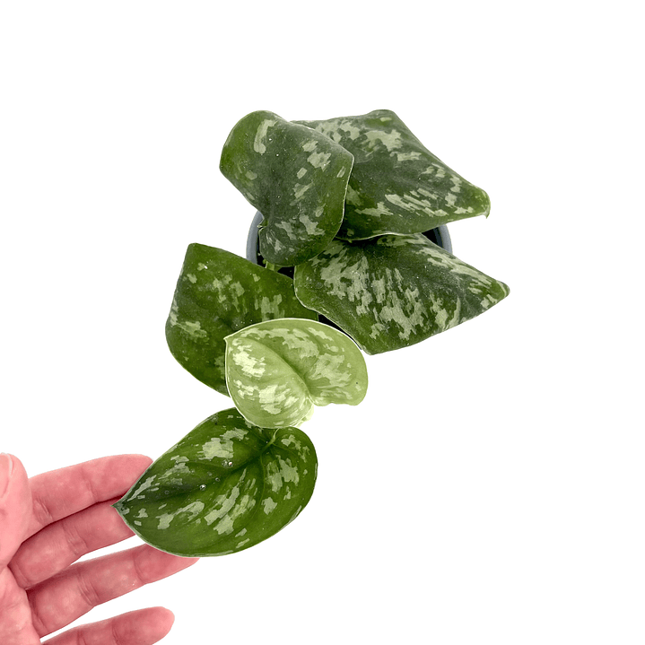 Scindapsus pictus 'exotica' 1