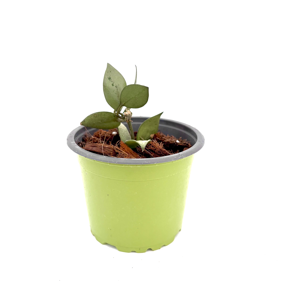 Hoya lacunosa 'silver' 2