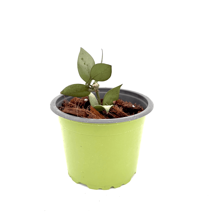 Hoya lacunosa 'silver' 2