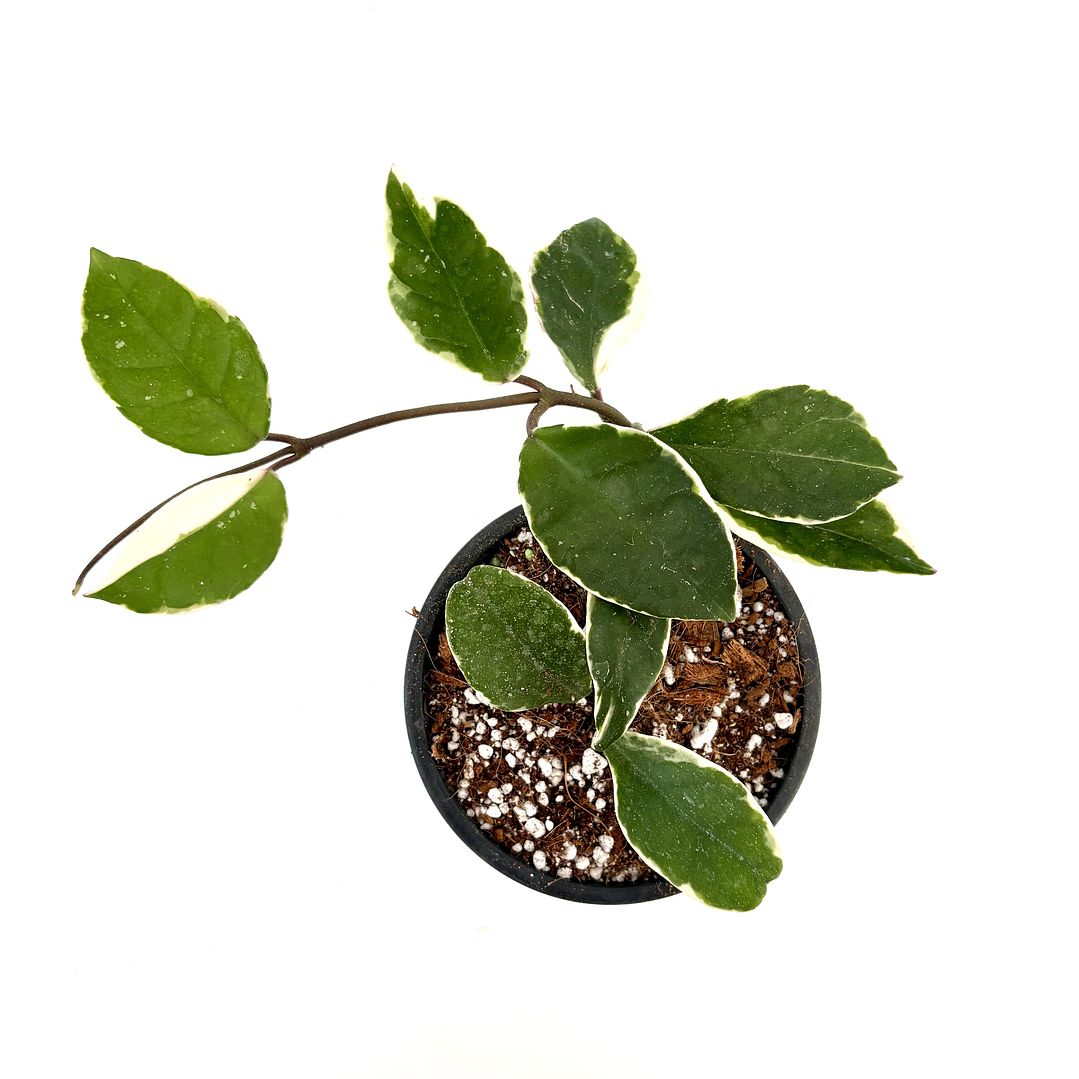 Hoya 'krimson queen' 3