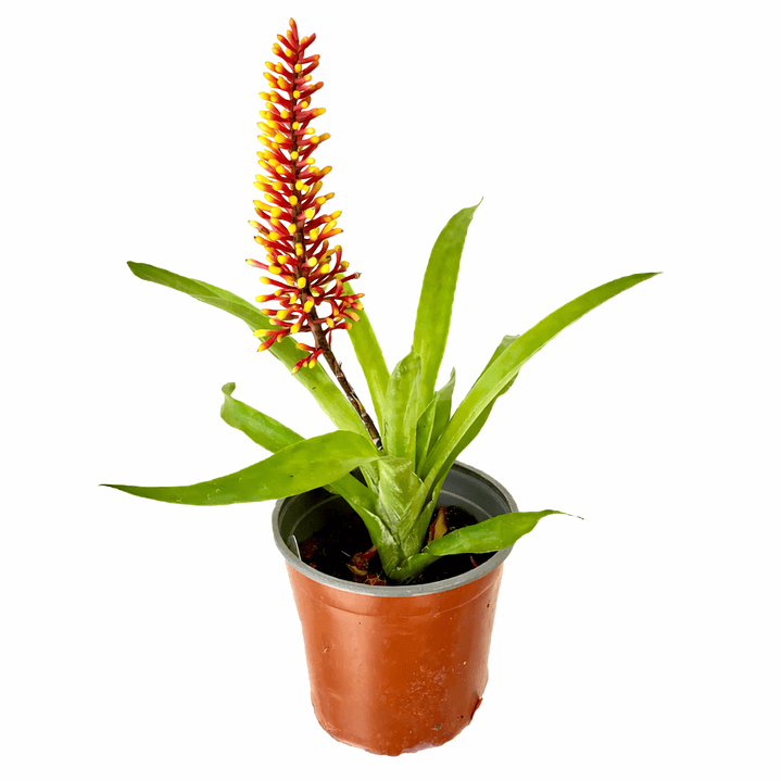 Bromelia fosforito roja 1