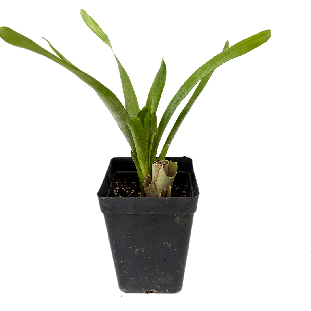 Bromelia fosforito roja 3