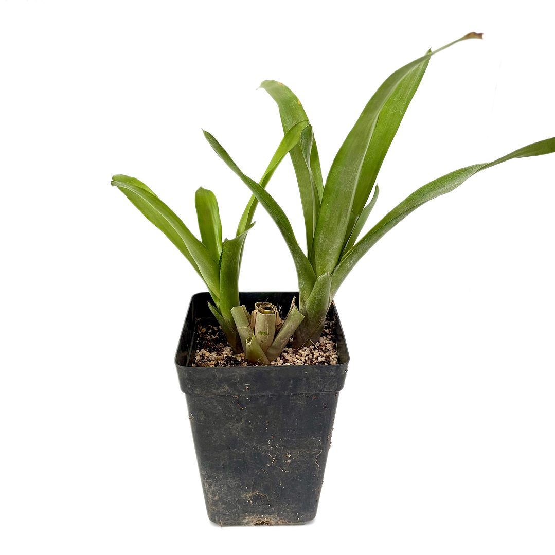 Bromelia fosforito roja 2