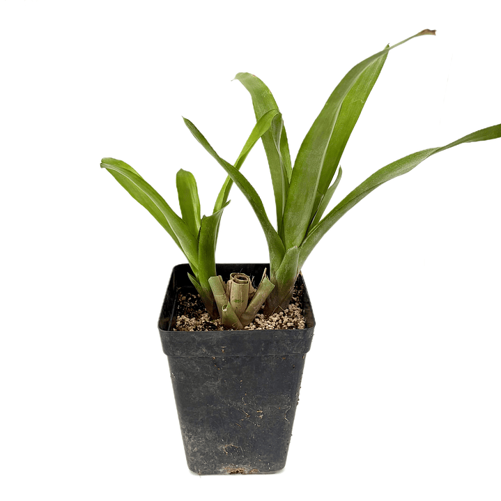 Bromelia fosforito roja 2