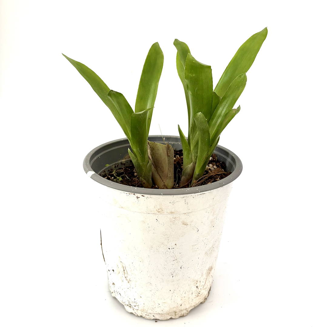 Bromelia fosforito roja 4