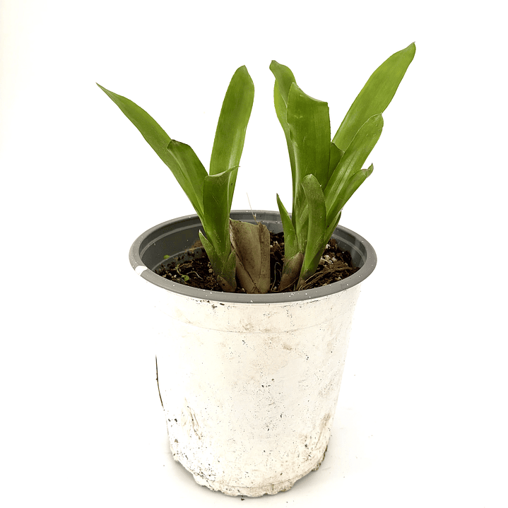 Bromelia fosforito roja 4