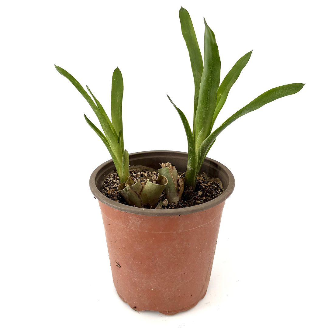 Bromelia fosforito roja 5