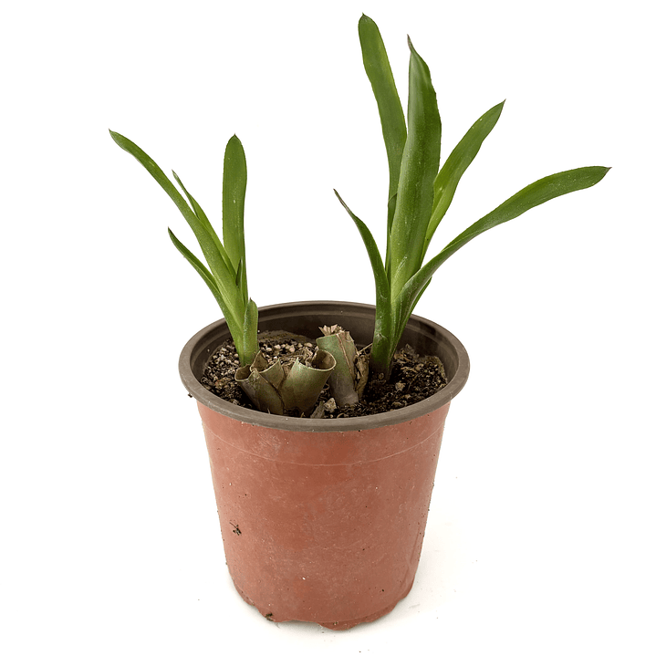 Bromelia fosforito roja 5