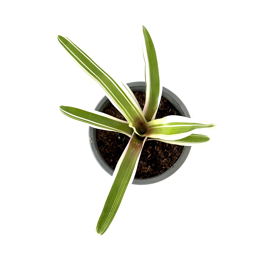 Neoregelia 'donger' 1