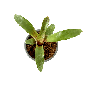 Neoregelia 'red waif'