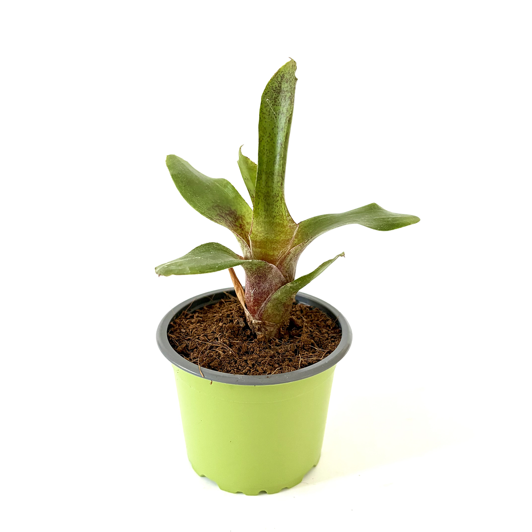 Neoregelia 'red waif' 2