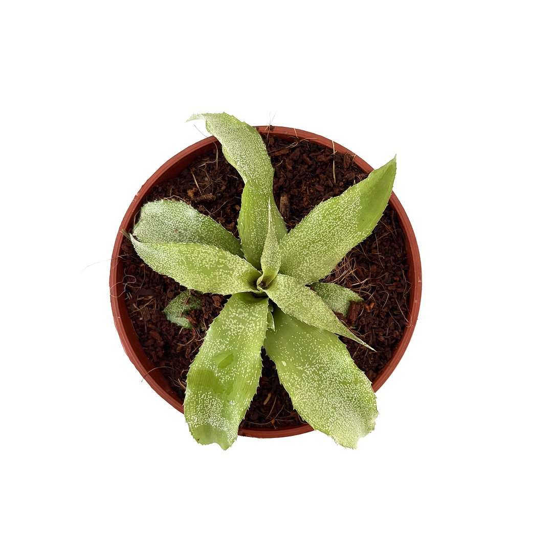 Cryptanthus 'jade' 2