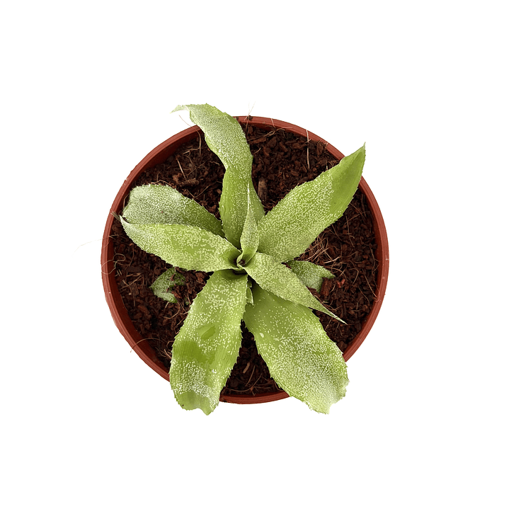 Cryptanthus 'jade' 2