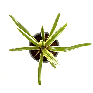 Neoregelia 'donger'