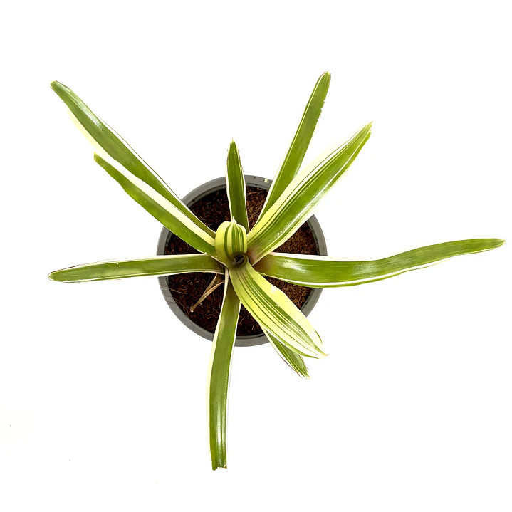 Neoregelia 'donger' 1