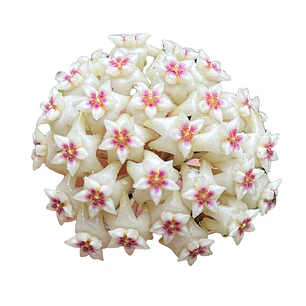 Hoya verticillata