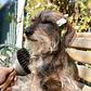 Pack 12 Cepillo De Cerdas Premium Para Mascotas Oster Animal Care, al por mayor - Miniatura 4