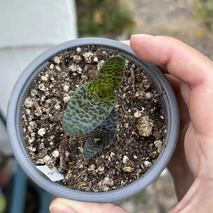 Bulbos lachenalia viridiflora 2