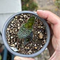 Bulbos lachenalia viridiflora - Miniatura 2