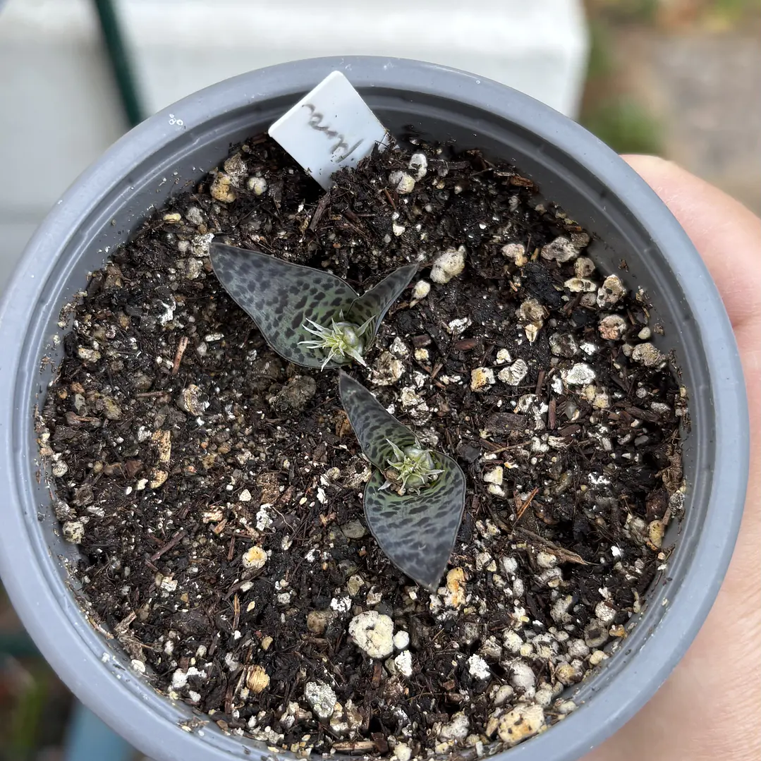 Bulbos lachenalia viridiflora 3