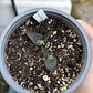 Bulbos lachenalia viridiflora - Miniatura 3