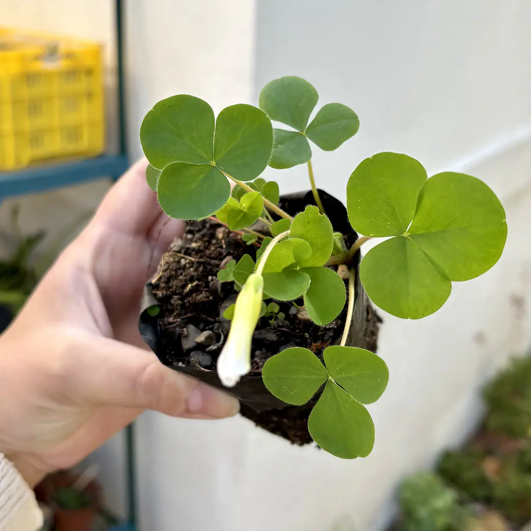 Oxalis purpurea blanca 2