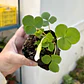 Oxalis purpurea blanca - Miniatura 2