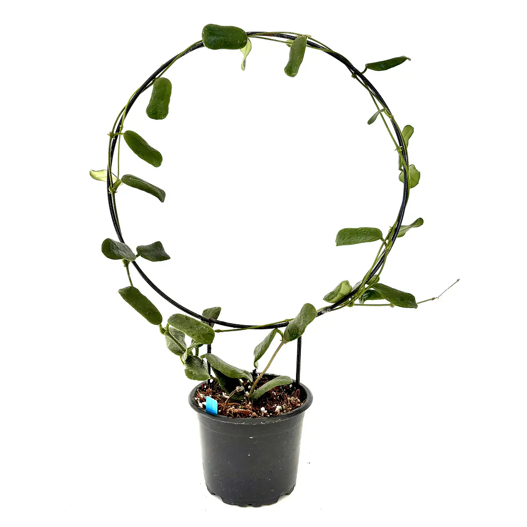 Hoya rotundiflora 2