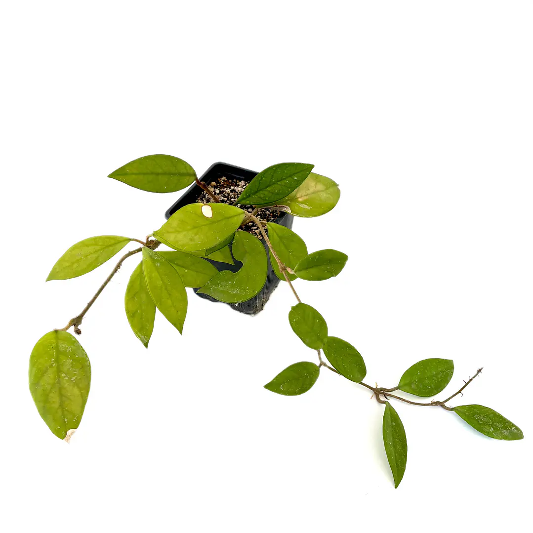 Hoya carnosa 2
