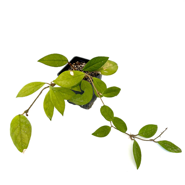 Hoya carnosa 2