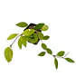 Hoya carnosa - Miniatura 2